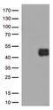 CD38 Molecule antibody, UM800153CF, Origene, Western Blot image 