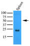 Lymphotoxin Alpha antibody, MBS200189, MyBioSource, Western Blot image 