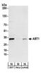 Activator Of Basal Transcription 1 antibody, A304-045A, Bethyl Labs, Western Blot image 