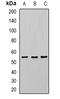 U2 Small Nuclear RNA Auxiliary Factor 2 antibody, orb340799, Biorbyt, Western Blot image 