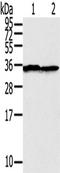 STX3 antibody, TA351776, Origene, Western Blot image 