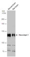 Neuroligin 1 antibody, GTX133208, GeneTex, Western Blot image 