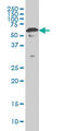 YY1 Transcription Factor antibody, LS-B5550, Lifespan Biosciences, Western Blot image 