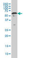 Transcriptional repressor protein YY1 antibody, LS-B5550, Lifespan Biosciences, Western Blot image 