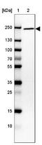 Brefeldin A-inhibited guanine nucleotide-exchange protein 2 antibody, NBP1-88607, Novus Biologicals, Western Blot image 