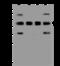 Proteasome 26S Subunit, ATPase 5 antibody, 200796-T44, Sino Biological, Western Blot image 
