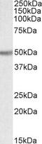 Thioredoxin Domain Containing 5 antibody, 42-430, ProSci, Enzyme Linked Immunosorbent Assay image 