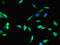Betaine--Homocysteine S-Methyltransferase 2 antibody, CSB-PA11829A0Rb, Cusabio, Immunofluorescence image 
