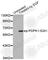 3-Phosphoinositide Dependent Protein Kinase 1 antibody, AP0426, ABclonal Technology, Western Blot image 