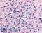 Purinergic Receptor P2Y12 antibody, LS-A3742, Lifespan Biosciences, Immunohistochemistry paraffin image 