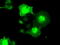 Serine/threonine-protein kinase Nek6 antibody, TA500545, Origene, Immunofluorescence image 