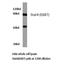 Signal Transducer And Activator Of Transcription 4 antibody, LS-C176303, Lifespan Biosciences, Western Blot image 