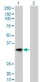 Cyclin D2 antibody, H00000894-M01, Novus Biologicals, Western Blot image 