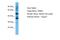 Olfactory Receptor Family 8 Subfamily D Member 4 antibody, A16553, Boster Biological Technology, Western Blot image 