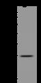 Osteoclast Stimulating Factor 1 antibody, 200675-T32, Sino Biological, Western Blot image 