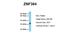 Ring Finger Protein 115 antibody, NBP1-55055, Novus Biologicals, Western Blot image 