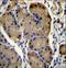 WD Repeat Domain 86 antibody, LS-C160608, Lifespan Biosciences, Immunohistochemistry frozen image 