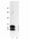 Phospholamban antibody, GTX15000, GeneTex, Western Blot image 