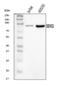 DExD-Box Helicase 21 antibody, A04605-2, Boster Biological Technology, Western Blot image 