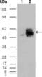 RAK antibody, abx011719, Abbexa, Western Blot image 
