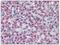 Transthyretin antibody, AP08604PU-N, Origene, Immunohistochemistry frozen image 