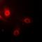 Aminoacylase 1 antibody, orb377895, Biorbyt, Immunofluorescence image 