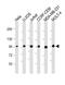 RAN Binding Protein 9 antibody, M03448-1, Boster Biological Technology, Western Blot image 