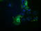 Histone Deacetylase 6 antibody, LS-C337216, Lifespan Biosciences, Immunofluorescence image 