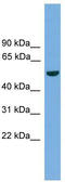 Transmembrane protease serine 4 antibody, TA331094, Origene, Western Blot image 