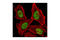 MutS Homolog 2 antibody, 2017P, Cell Signaling Technology, Immunofluorescence image 