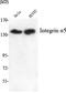Integrin Subunit Alpha 5 antibody, STJ98510, St John