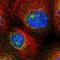 Transmembrane Protein 209 antibody, NBP1-94004, Novus Biologicals, Immunofluorescence image 