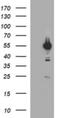 Tubulin Alpha 1b antibody, NBP2-46243, Novus Biologicals, Western Blot image 