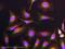 Wnt Family Member 10B antibody, ab70816, Abcam, Immunofluorescence image 