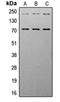 Insulin Like Growth Factor 1 Receptor antibody, orb224171, Biorbyt, Western Blot image 