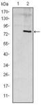 Apolipoprotein E antibody, MA5-15852, Invitrogen Antibodies, Western Blot image 