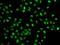 PMS1 Homolog 2, Mismatch Repair System Component antibody, GTX33418, GeneTex, Immunocytochemistry image 