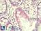 Tektin 5 antibody, LS-B9521, Lifespan Biosciences, Immunohistochemistry frozen image 