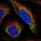 LDL Receptor Related Protein 11 antibody, NBP2-56618, Novus Biologicals, Immunofluorescence image 