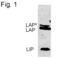CCAAT Enhancer Binding Protein Beta antibody, MA1-827, Invitrogen Antibodies, Western Blot image 