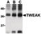 TNF Superfamily Member 12 antibody, LS-C19592, Lifespan Biosciences, Western Blot image 