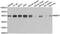 RB Binding Protein 7, Chromatin Remodeling Factor antibody, MBS2539705, MyBioSource, Western Blot image 