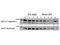 AKT Serine/Threonine Kinase 3 antibody, F00520, Boster Biological Technology, Western Blot image 