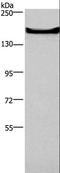 Adhesion G Protein-Coupled Receptor A2 antibody, LS-C406434, Lifespan Biosciences, Western Blot image 