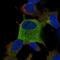 Zinc Finger With KRAB And SCAN Domains 7 antibody, NBP2-57863, Novus Biologicals, Immunocytochemistry image 