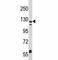 CD11C antibody, F50002-0.4ML, NSJ Bioreagents, Flow Cytometry image 