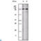 EPH Receptor A1 antibody, LS-C812449, Lifespan Biosciences, Western Blot image 
