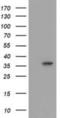 Annexin A3 antibody, NBP2-03374, Novus Biologicals, Western Blot image 