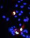 REST Corepressor 1 antibody, 73-039, Antibodies Incorporated, Immunofluorescence image 