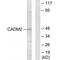 Cell Adhesion Molecule 2 antibody, PA5-49906, Invitrogen Antibodies, Western Blot image 